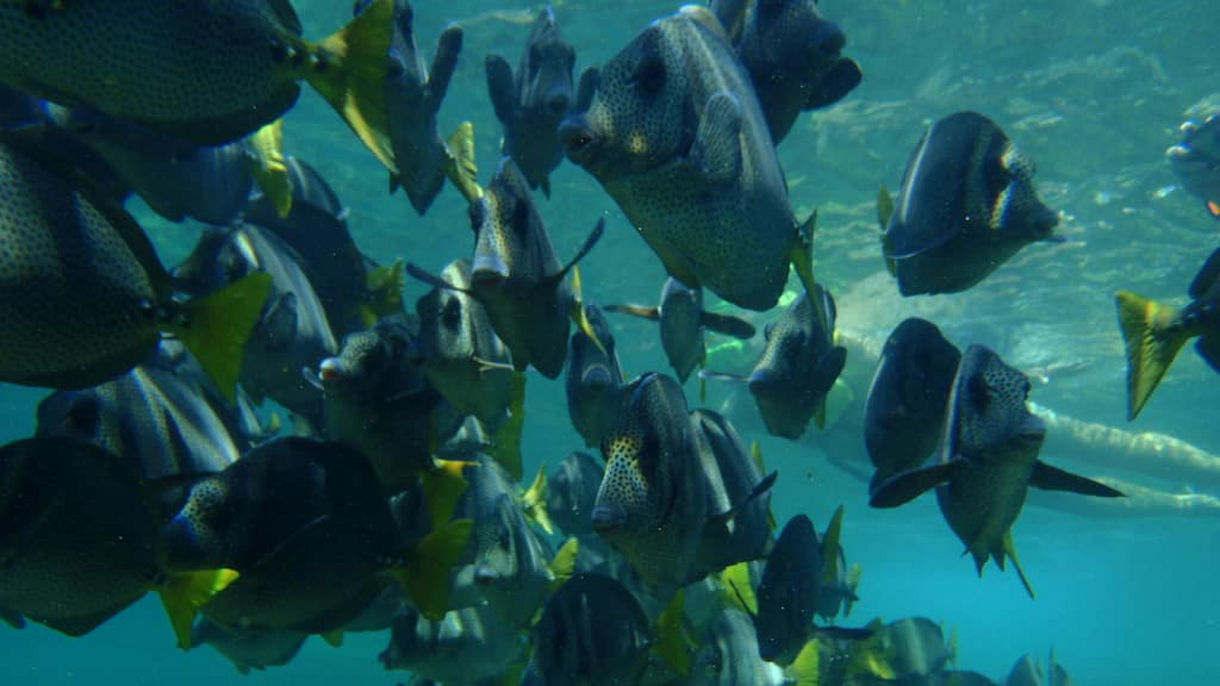 Huatulco Beach & Snorkel