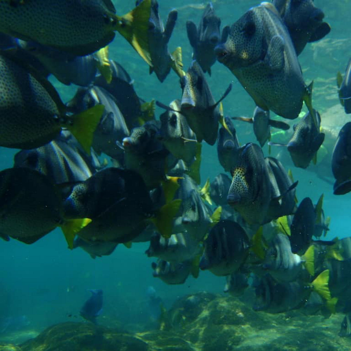 Huatulco Beach & Snorkel