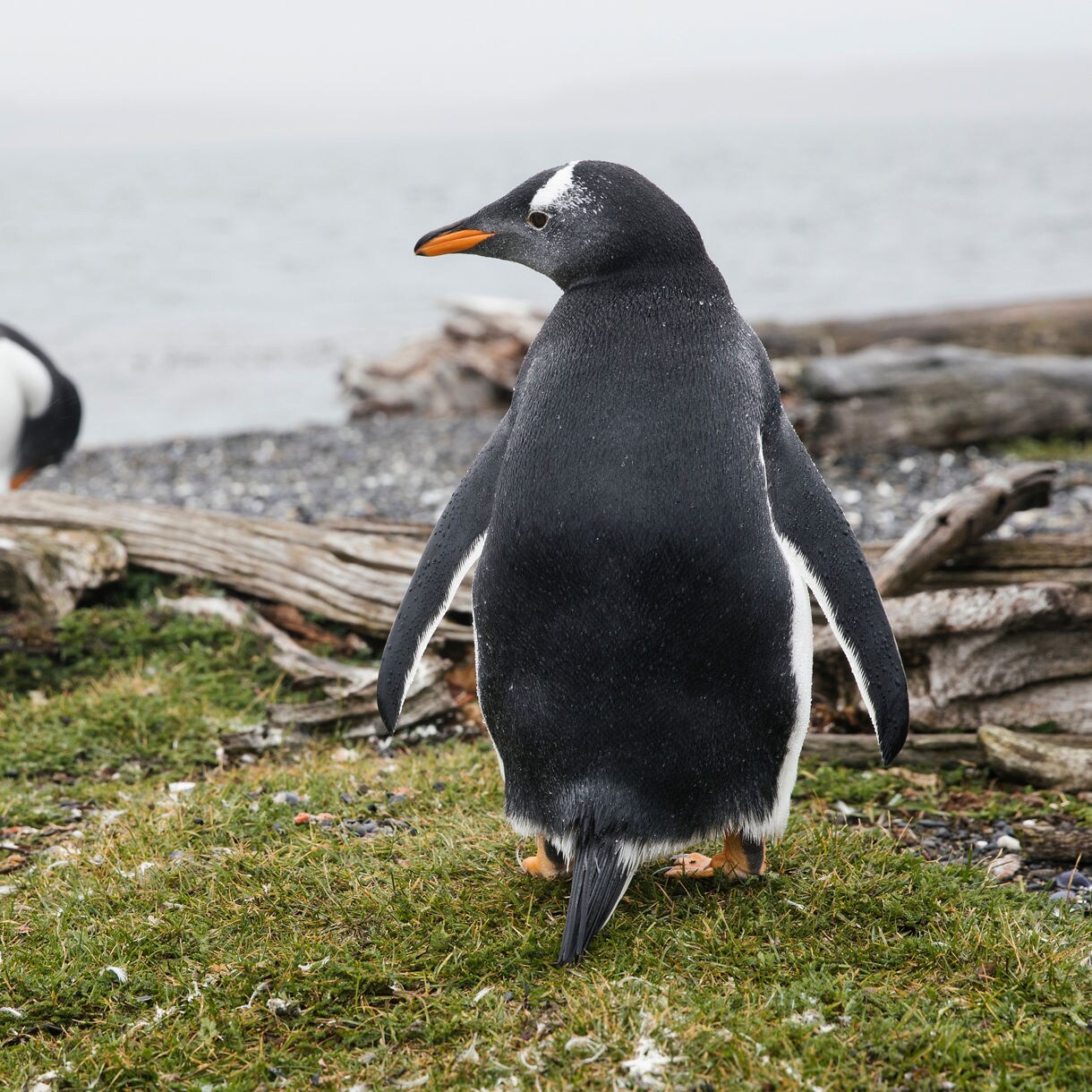 Two gentoo penguins on a mossy, driftwood-strewn shore with gray water and foggy horizon in the background.