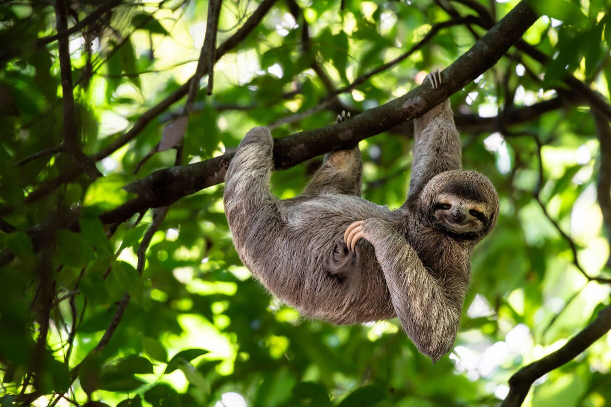 Three-toed sloth clinging upside down on a tree branch surrounded by lush green leaves in Costa Rica.