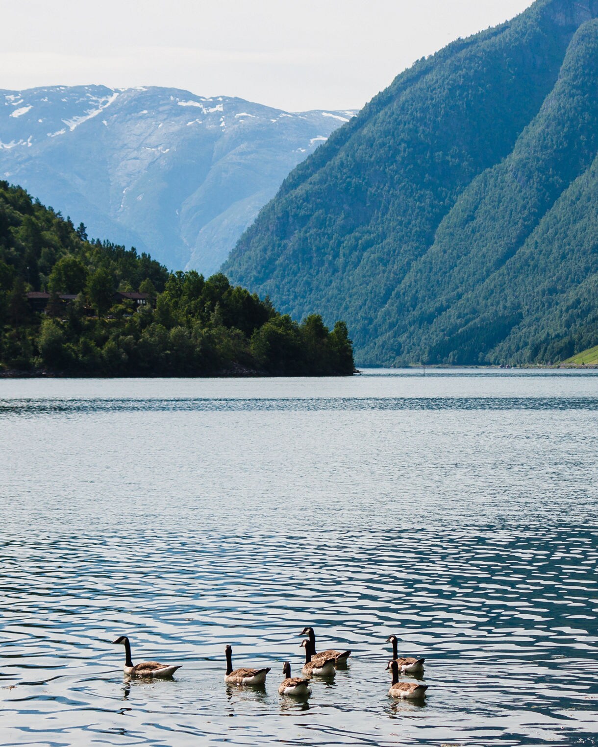 A small flock of Canada geese swims in calm fjord waters surrounded by steep, green, forested mountain slopes and snow-capped peaks in the distance.