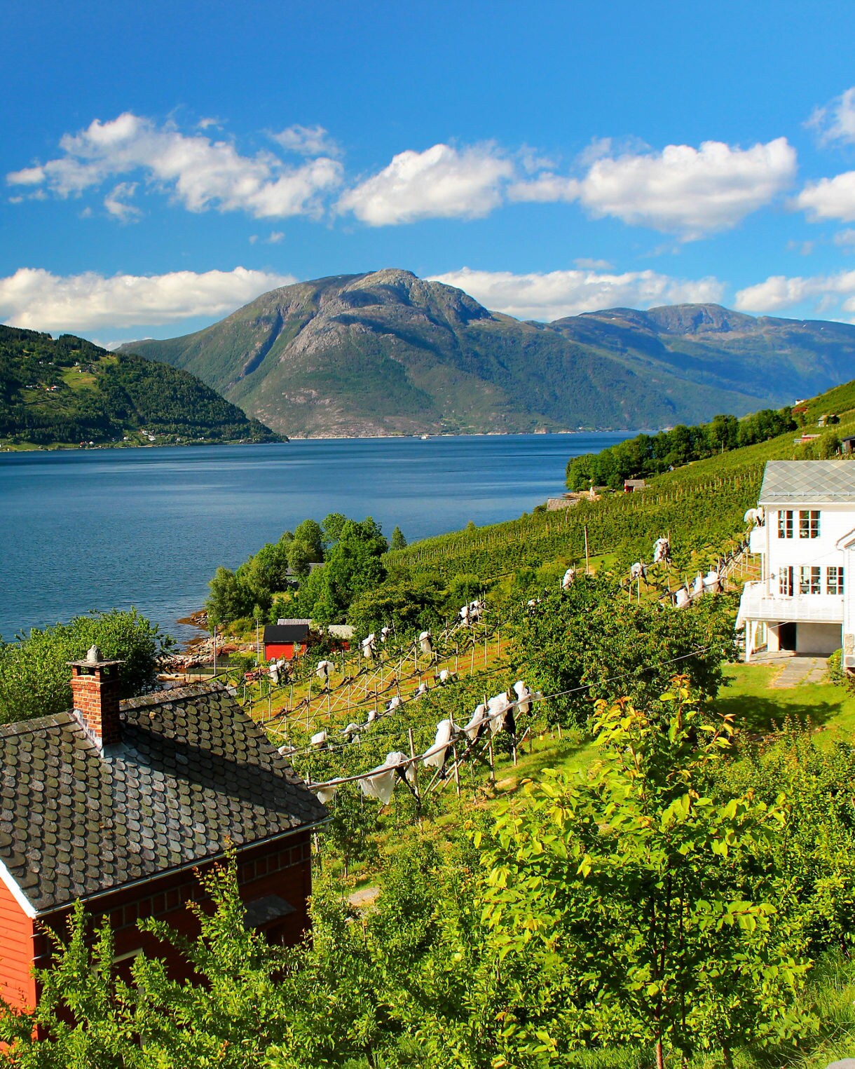 A scenic view overlooks a red cottage and white house situated on a green, sunlit hillside with fruit orchards along the edge of a vast blue fjord.