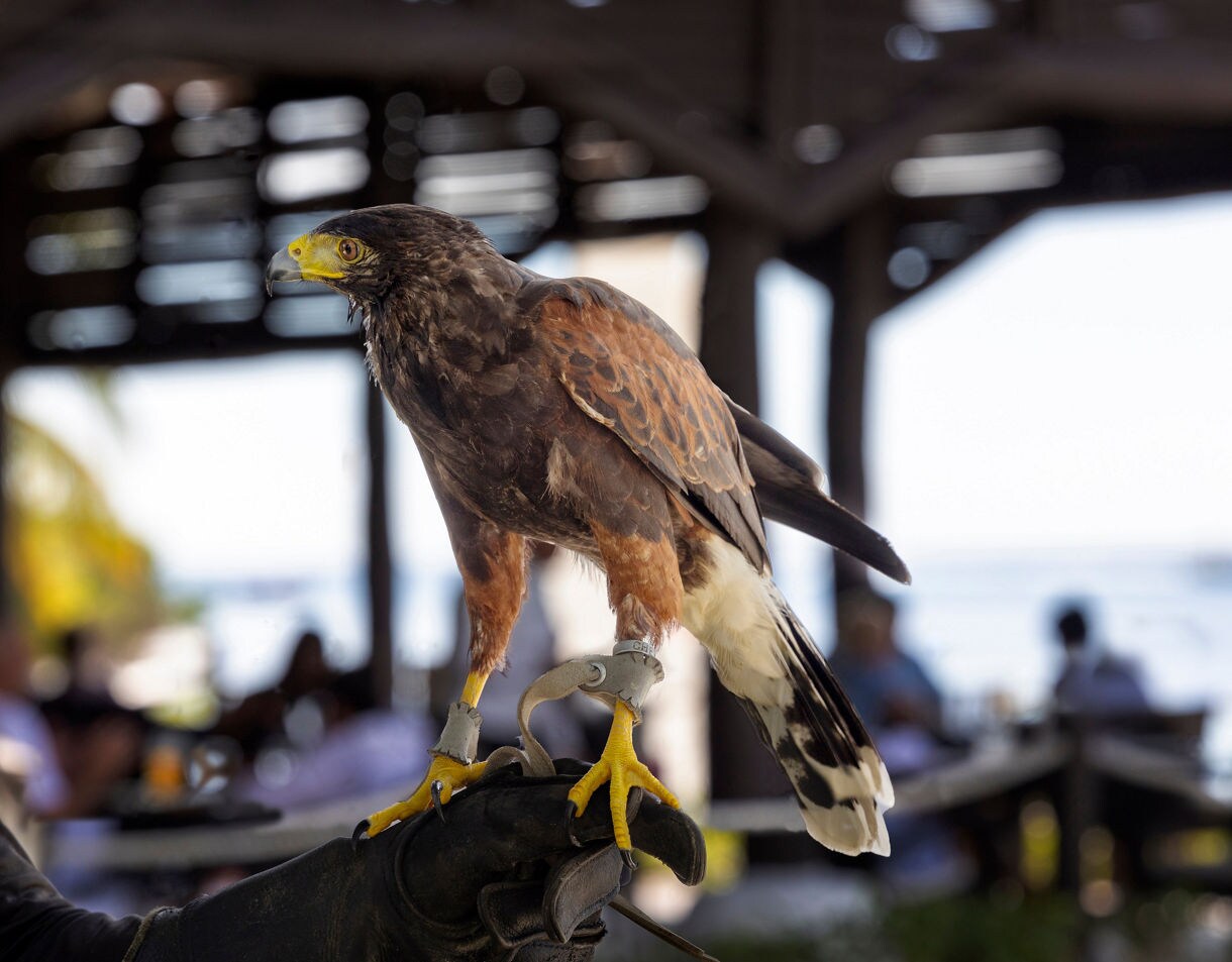 Close-up of a Harris’s hawk perched on a gloved hand, with sharp yellow talons and rich brown plumage.