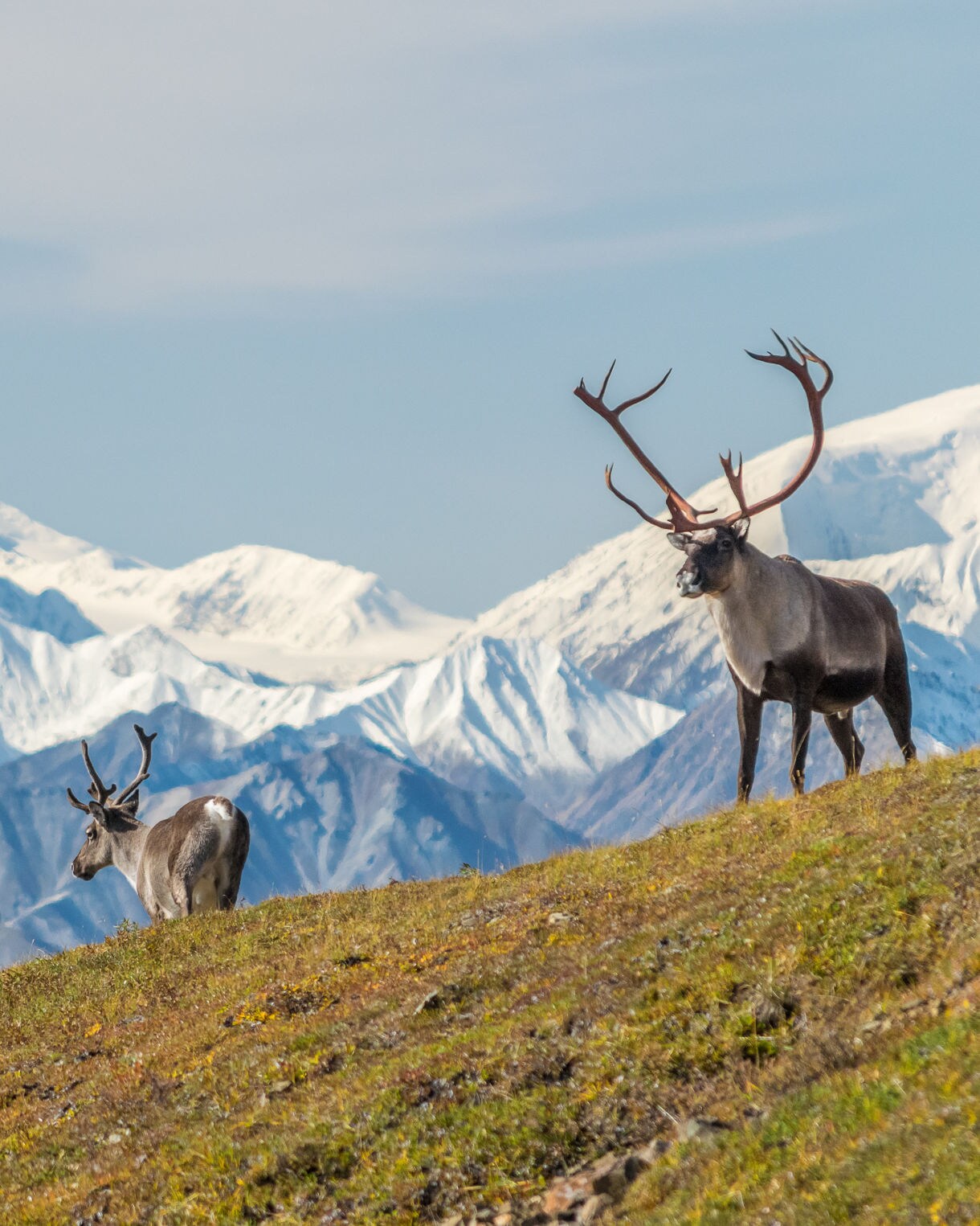 caribou in alaska