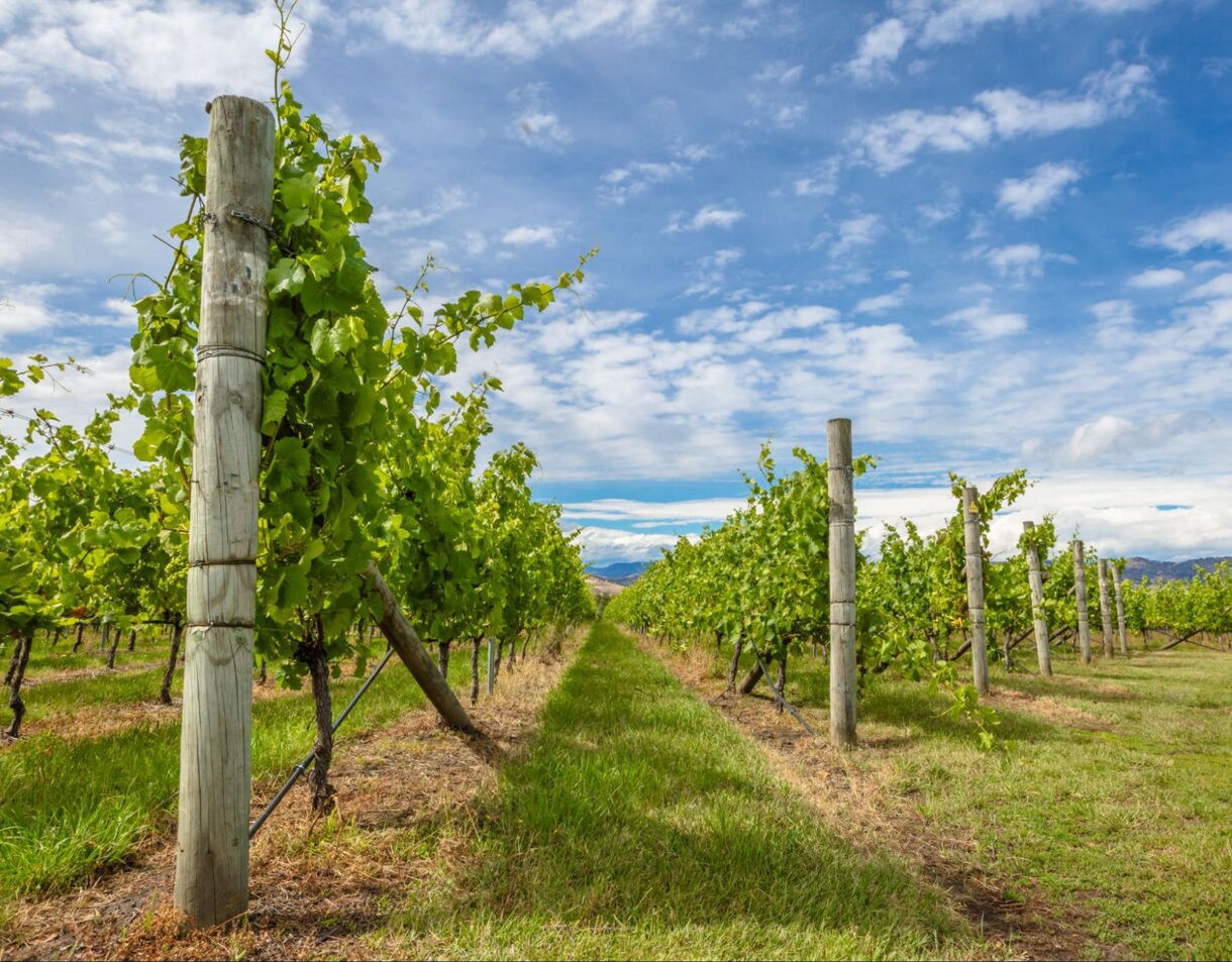 Neat rows of grapevines in a Tasmanian vineyard under a partly cloudy blue sky with rolling hills in the background.