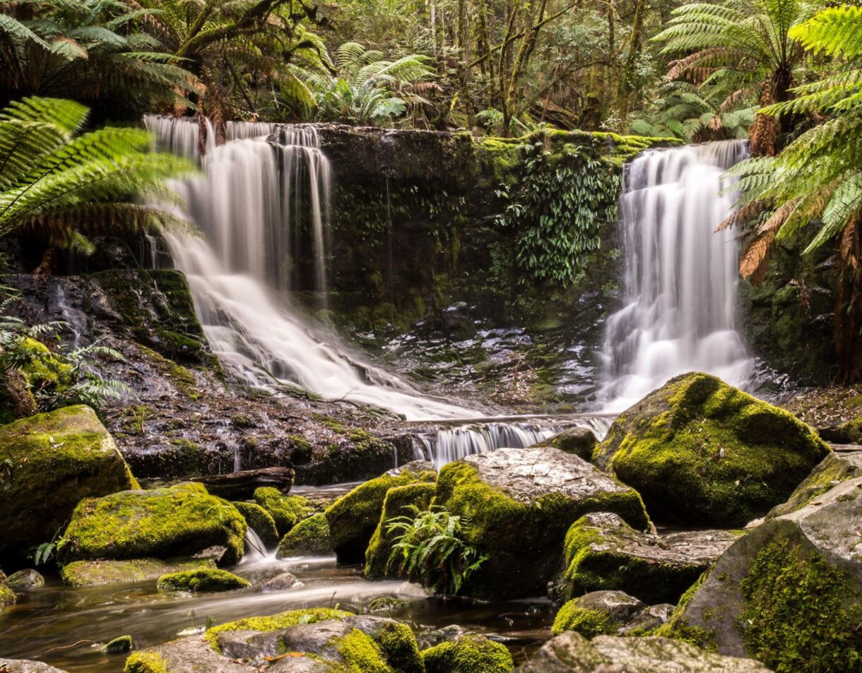 Twin waterfalls flow over moss-covered rocks in Mount Field National Park, surrounded by lush ferns and dense green forest.