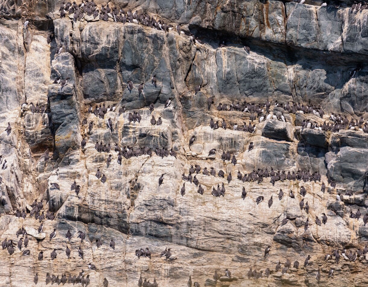 Dense colony of seabirds perched across steep layered rock cliffs along a rugged coastline.