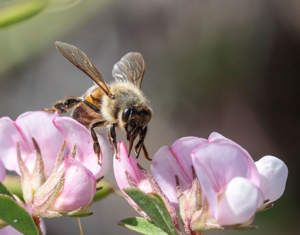 Close-up of a honey bee collecting nectar from pale pink flowers, wings glinting in soft sunlight.
