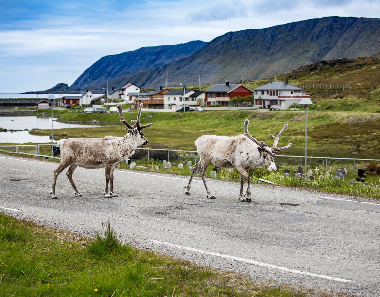 Two reindeer walking across a road in a small Norwegian village, with houses, grassy fields and steep rocky mountains in the background.