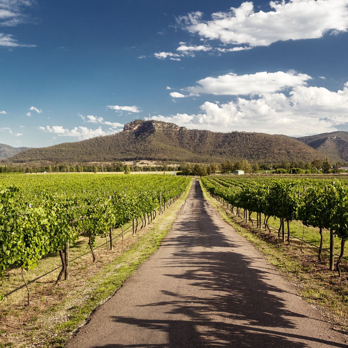 Long straight path running through lush green vineyard rows with a mountain range in the distance under a bright blue sky.