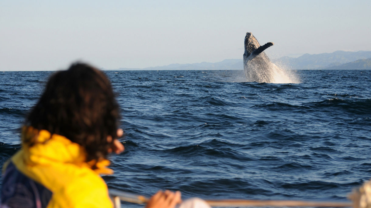 Whale Watching & Wildlife Cruise