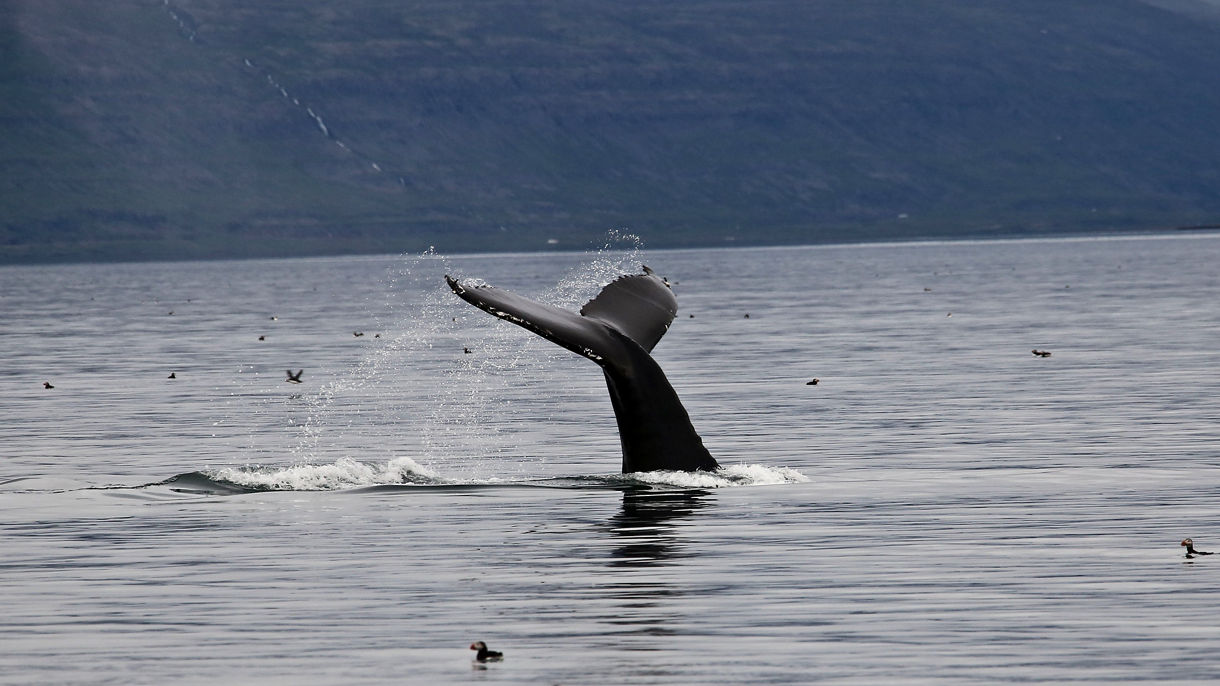 Whale Watching & Wildlife Cruise
