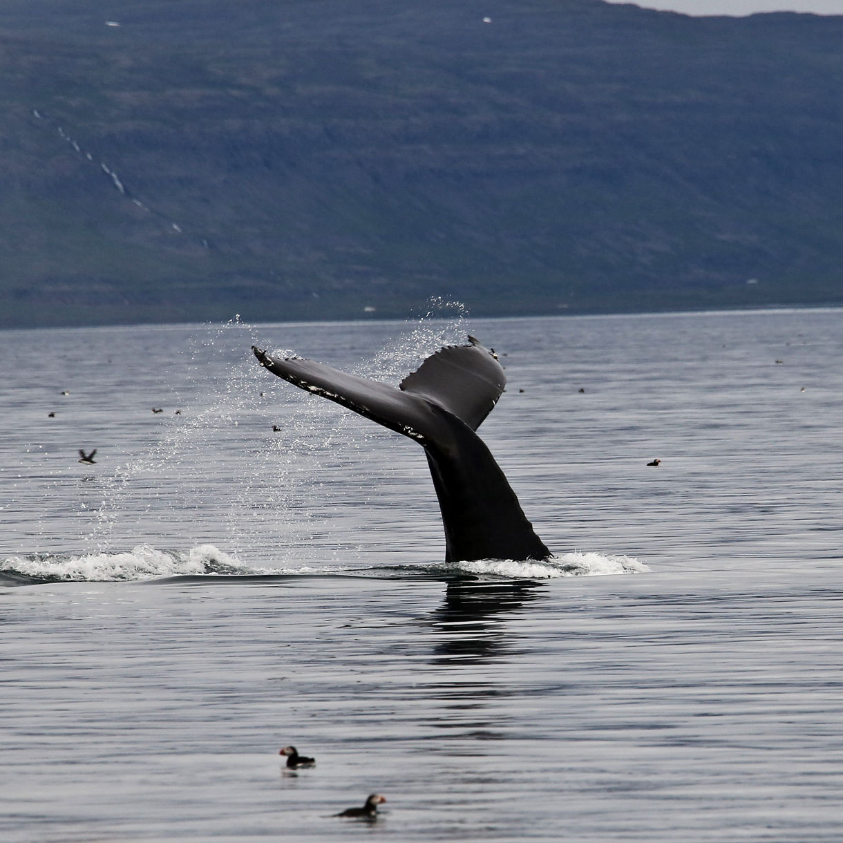 Whale Watching & Wildlife Cruise