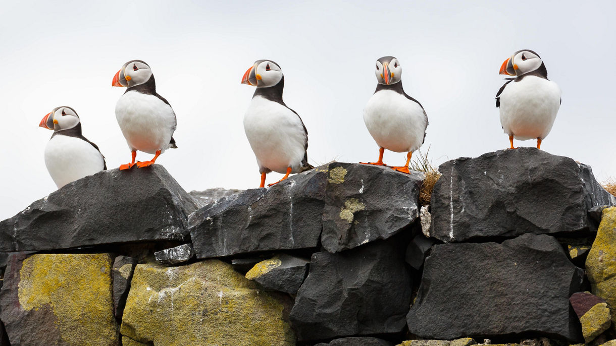 Puffin & Fjord Cruise