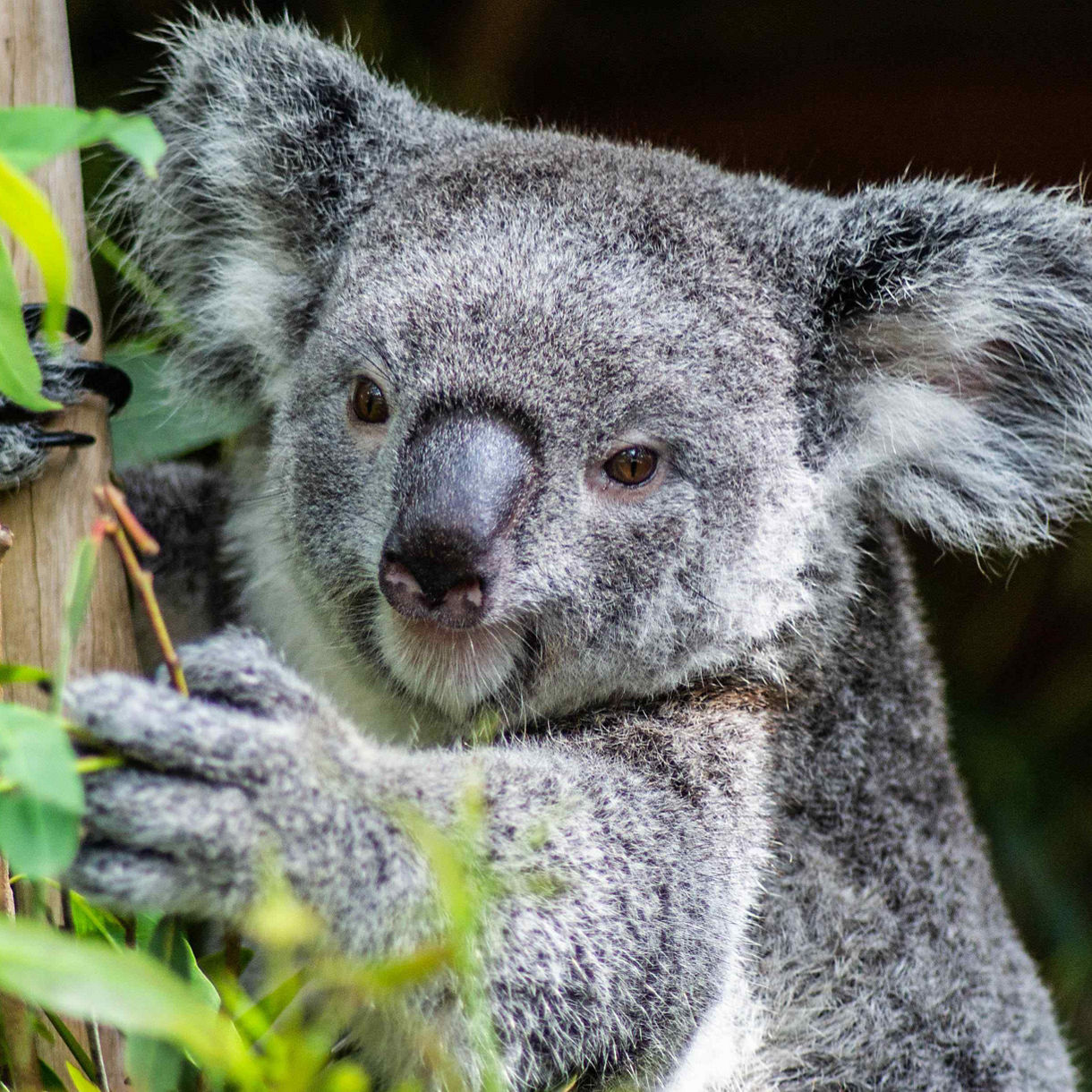 Koala