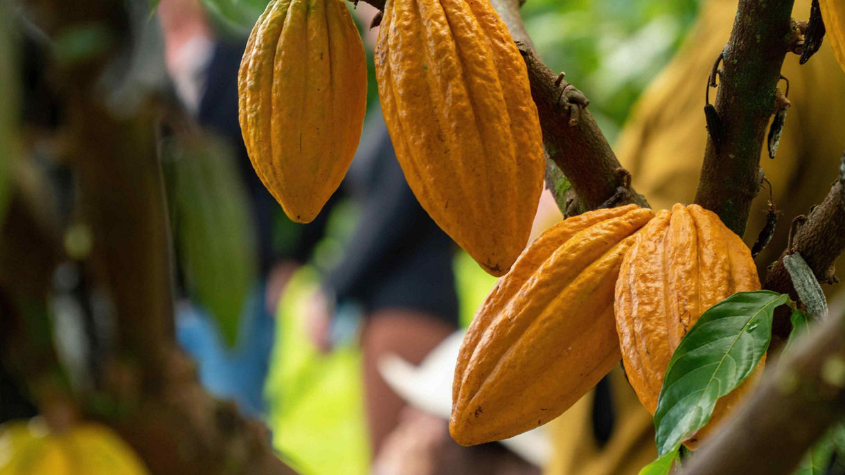 Chocolate Tasting Experience: From Cacao to Chocolate