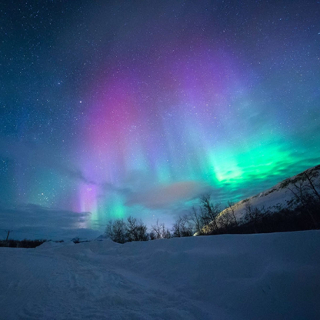 A vibrant aurora borealis displays green and purple curtains of light across a starry night sky above a snow-covered landscape with bare trees and rolling hills in Norway.