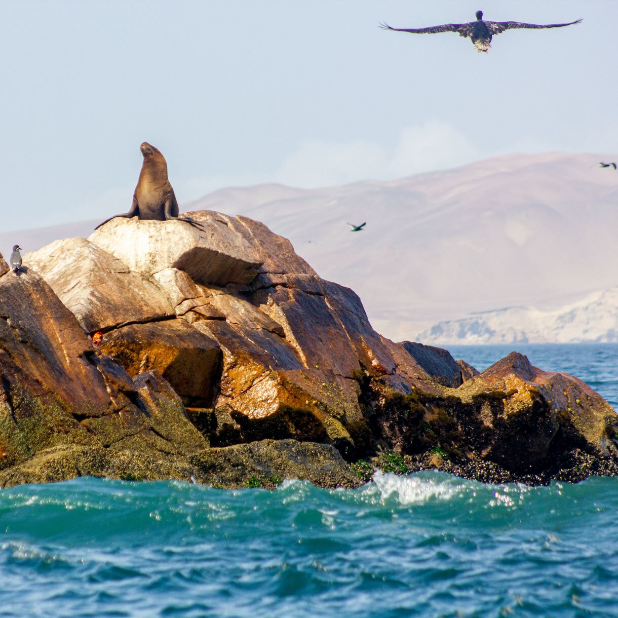 Sea lion sitting atop a rocky outcrop surrounded by seabirds above turquoise water near the Islas Ballestas.