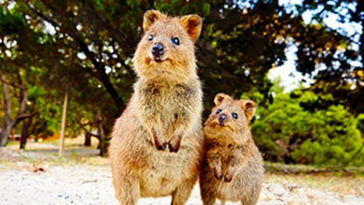 Rottnest Island Discovery