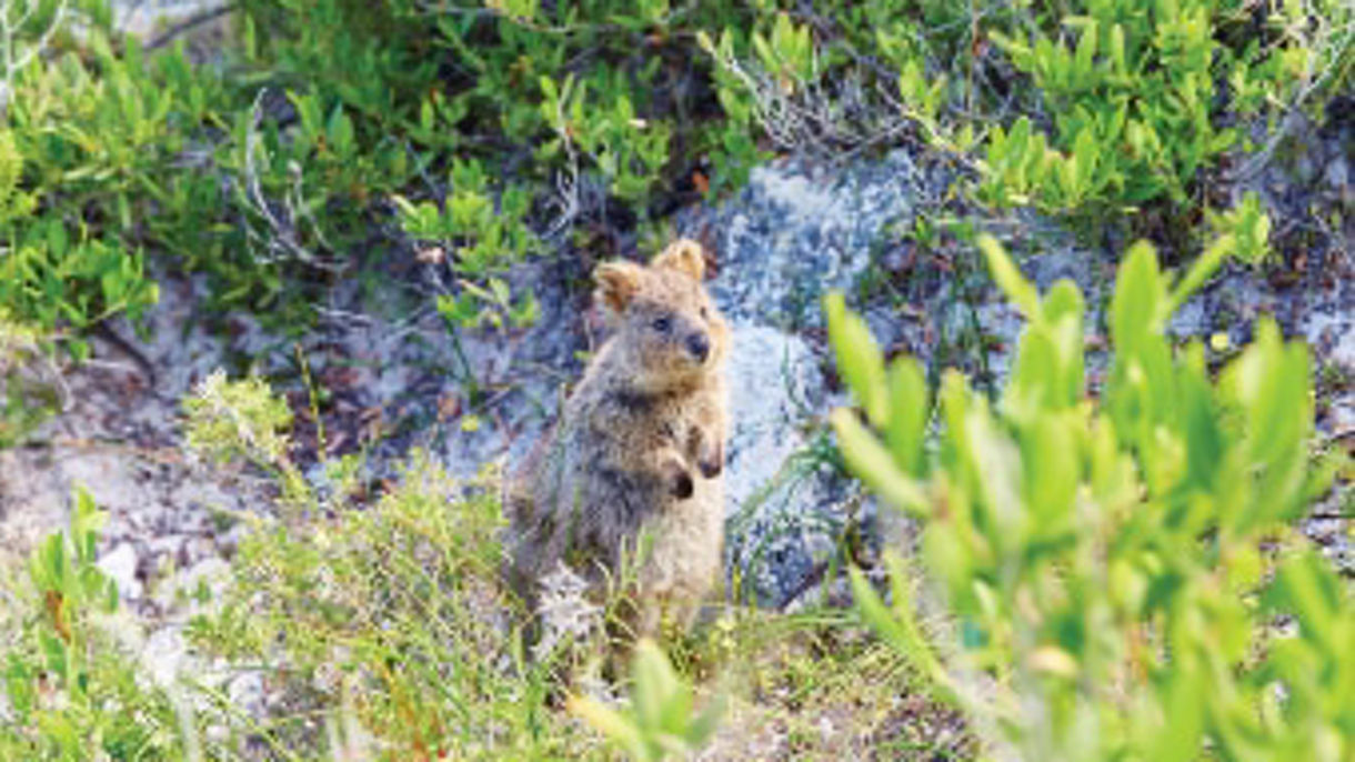 Best of Rottnest Island On Your Own