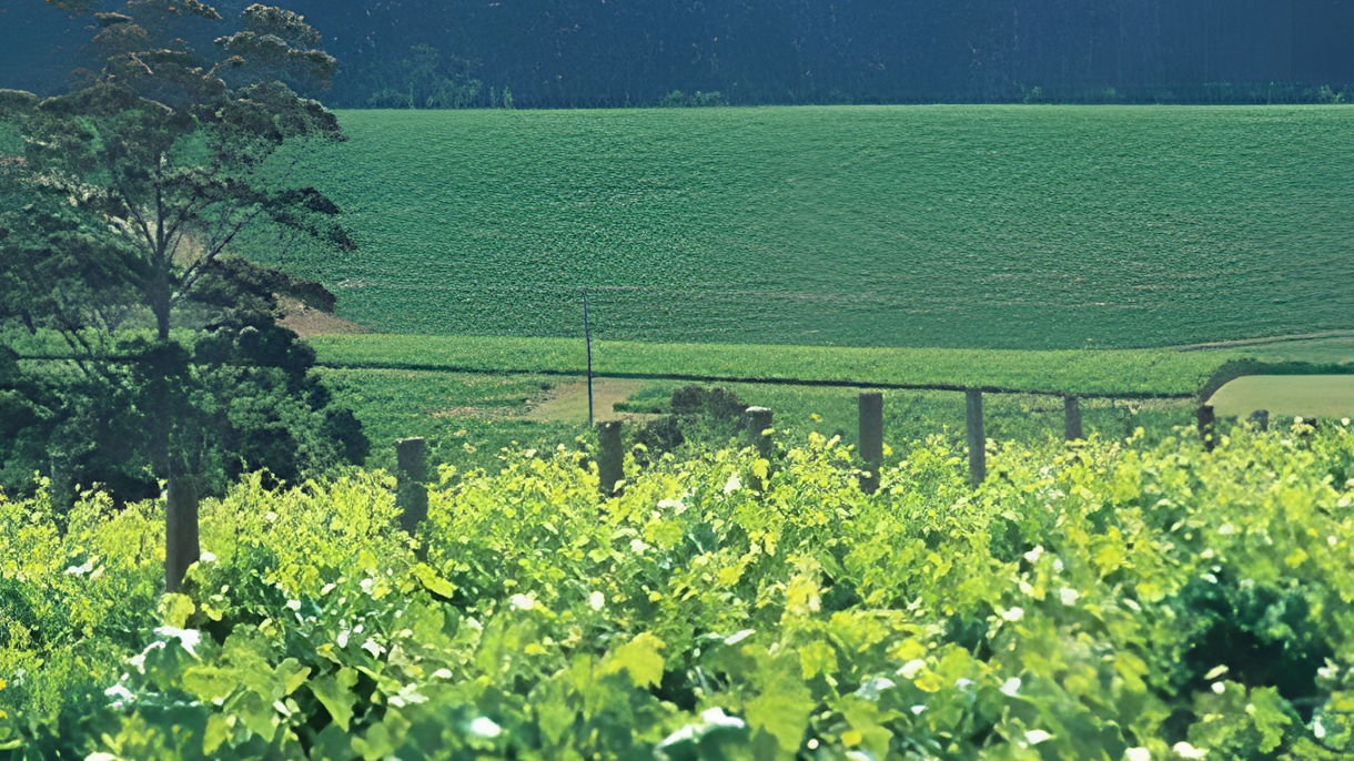 Perth by Private Vehicle - Van Class Half-Day (With Guide)