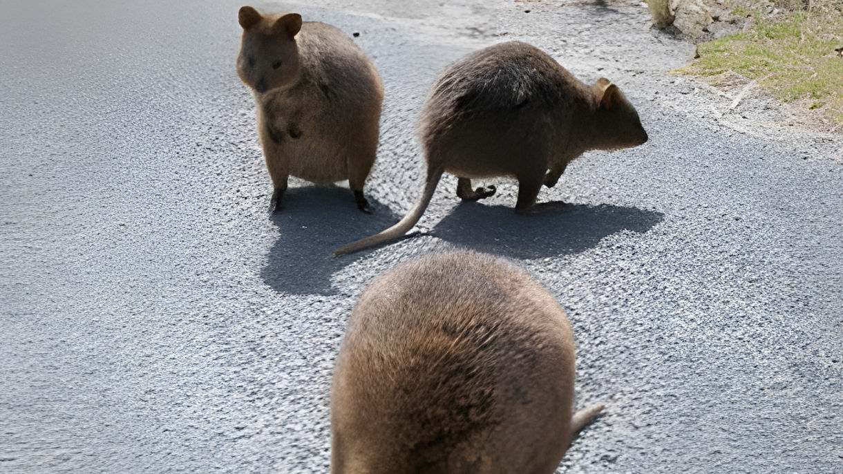 Debark Tour - Perth City Drive