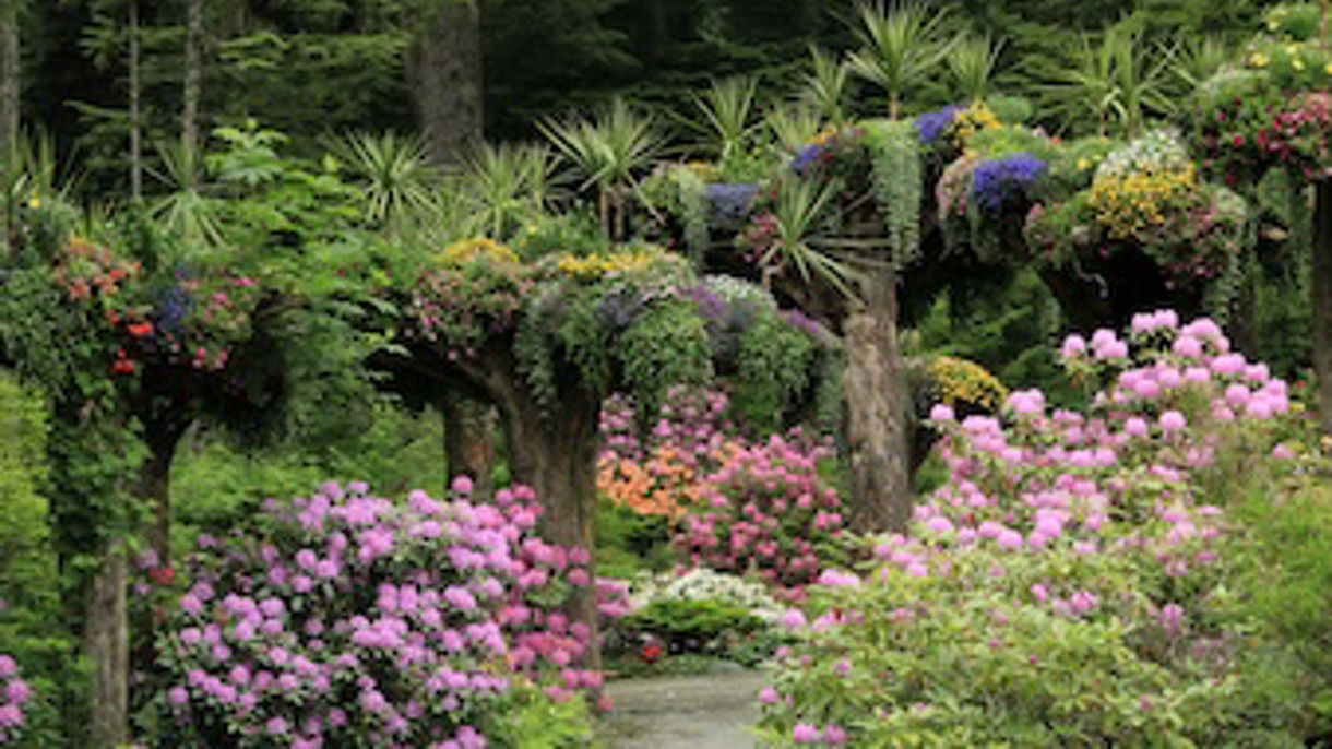 Juneau Highlights: Glacier Gardens & Whale Park