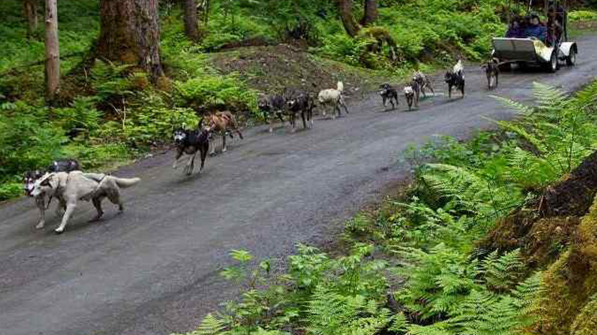 Sled Dog Discovery & Musher's Camp