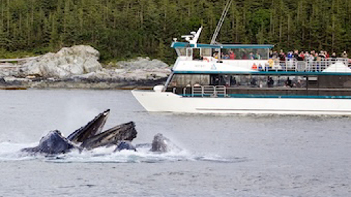 Local Connections: Whale Watching & Wildlife Quest Created by the Allen Family (Wheelchair Accessible)