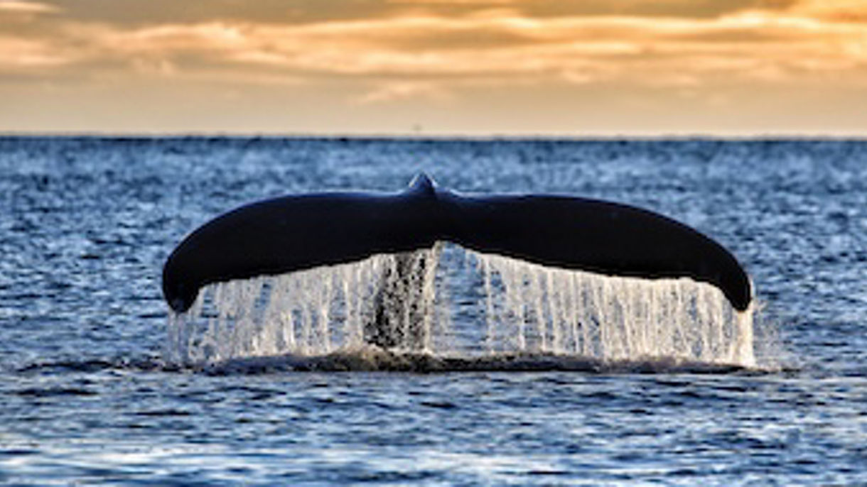 Evening Whale Quest Featuring Alaska Cuisine (Wheelchair Accessible)