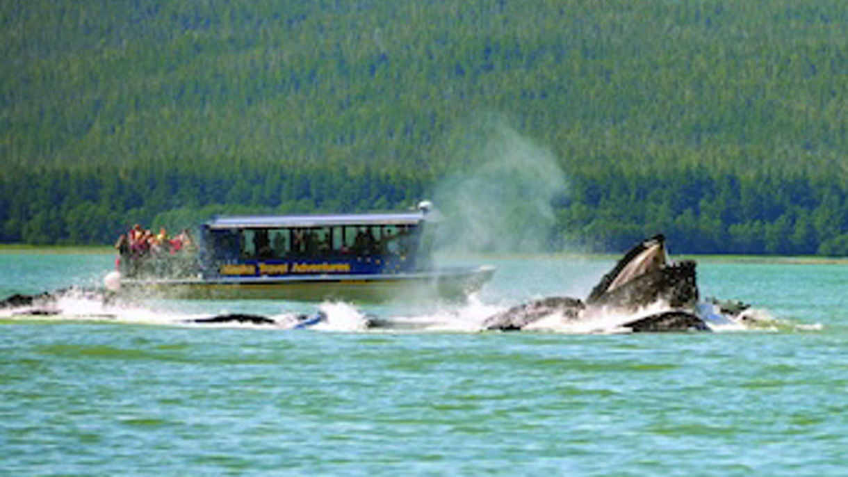 Whale Watching & Alaska Salmon Bake