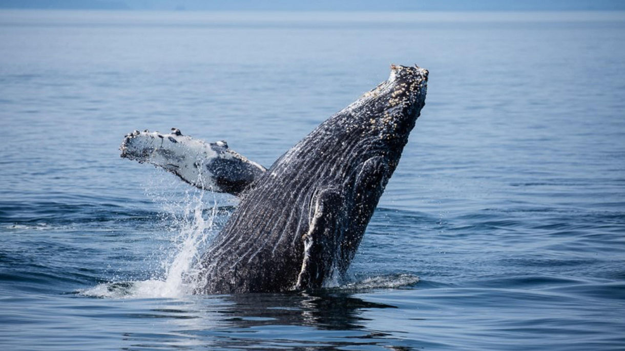 Best of Juneau: Whale Quest, Mendenhall Glacier & Alaska Cuisine