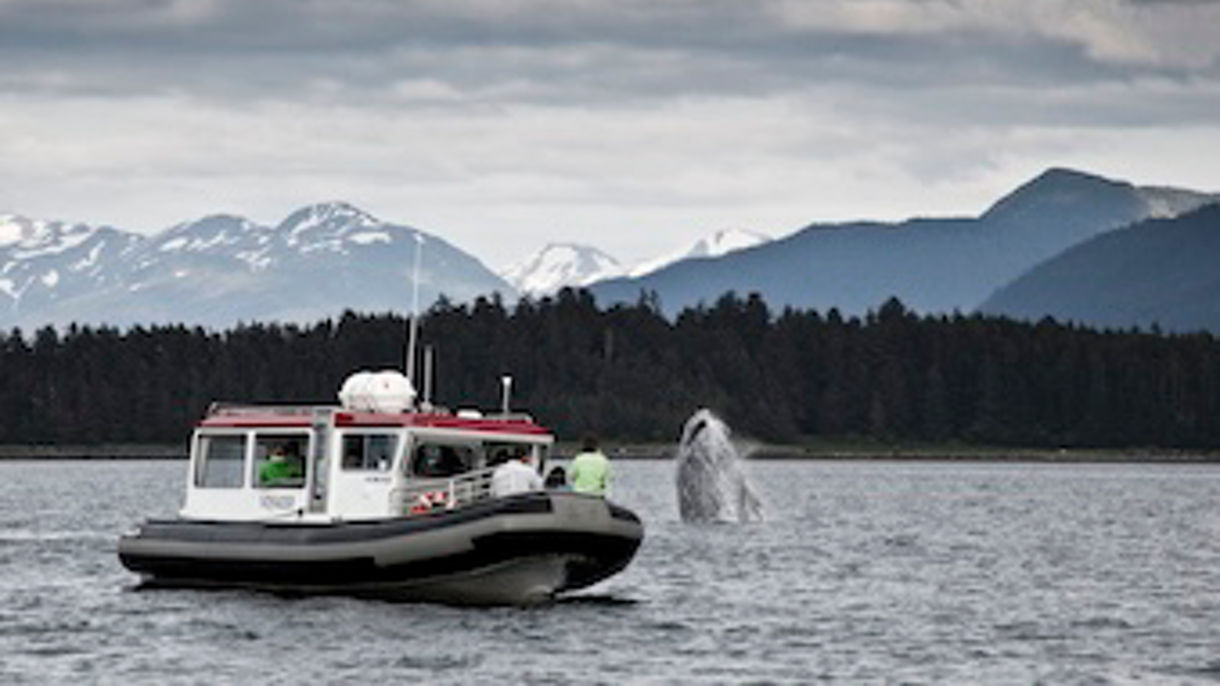 Local Connections: Discover Alaska's Whales - A Small-Group Experience Created by Alaskan Captain