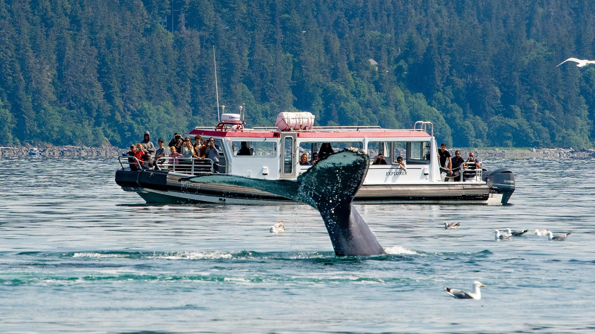 Whales, Waterfalls & Taku Glacier Inlet Expedition