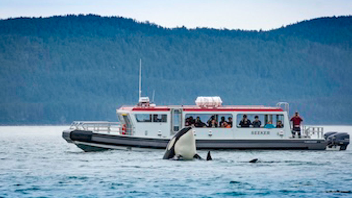 Local Connections: Whale Watching & Mendenhall Glacier Photo Safari Designed by Alaskan Photographer