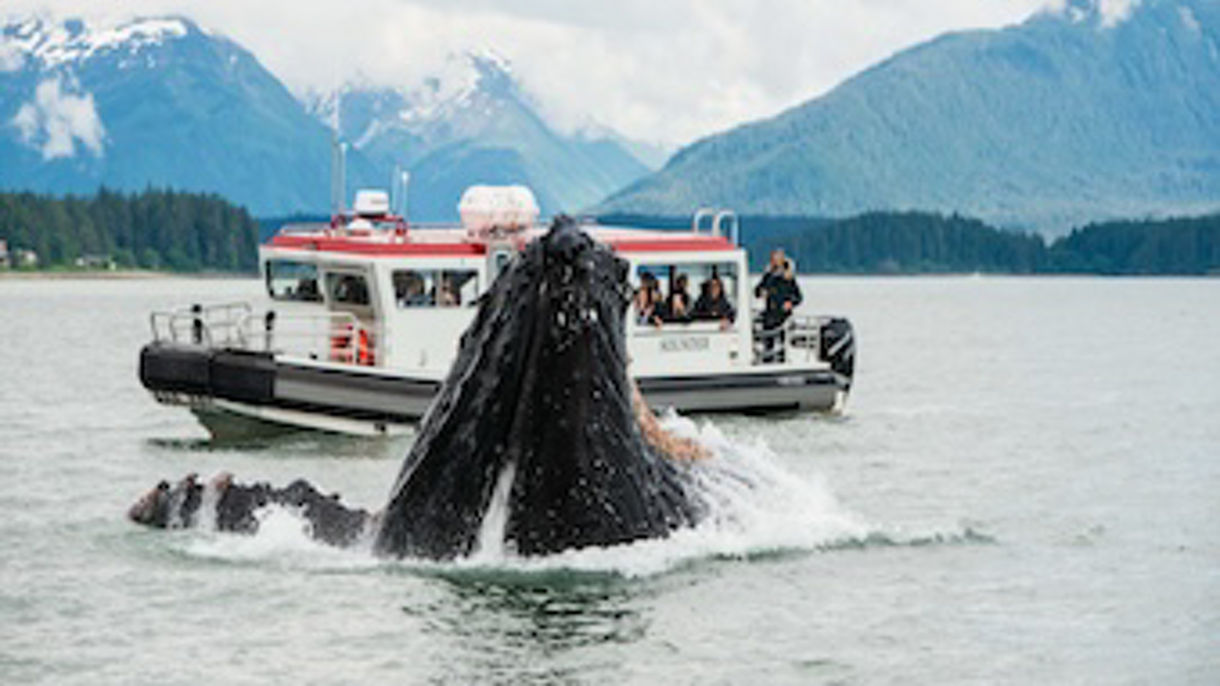 Alaska's Whales & Mendenhall Glacier Trail: Small-Group Experience
