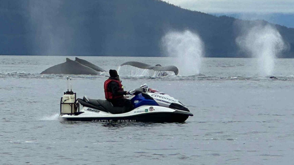 Jet Ski Adventure: Whale Watch & Glacier View