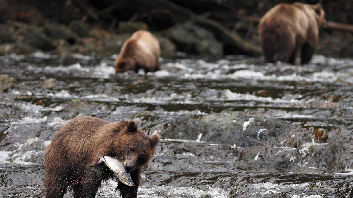 Waterfall Creek Brown Bear Viewing & Flight