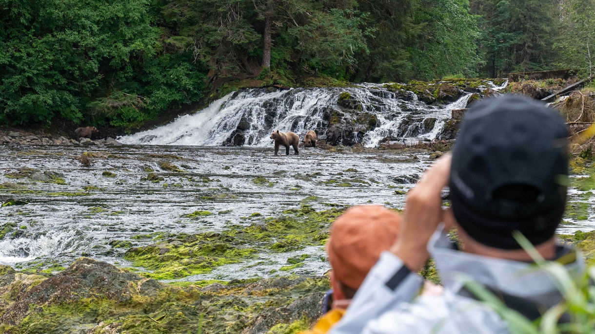 Waterfall Creek Brown Bear Viewing & Flight