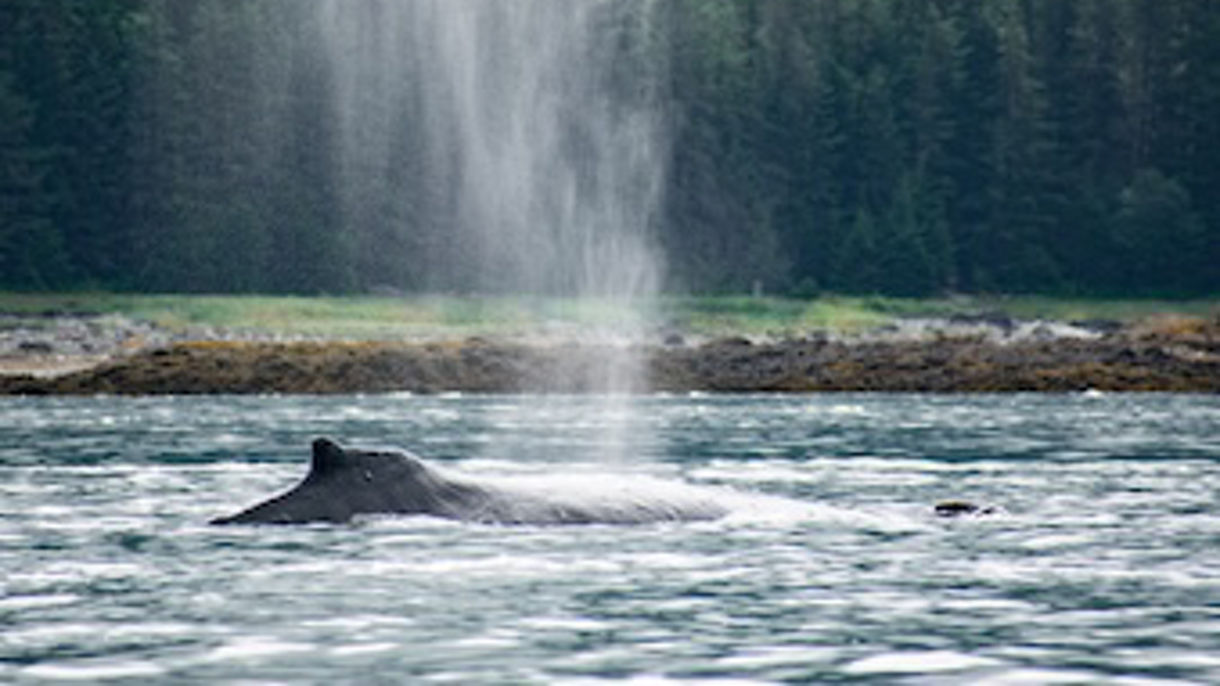 Private Whale Watching - 6 Passengers