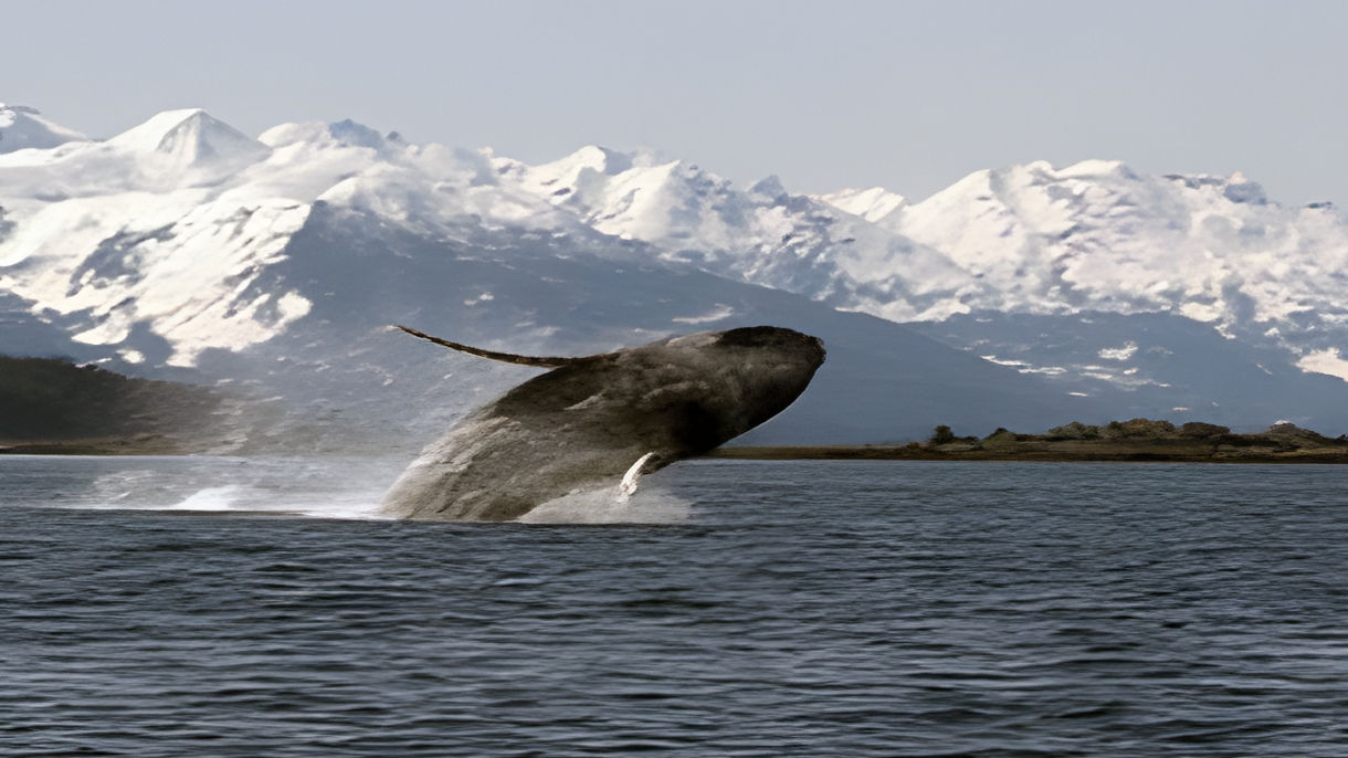 Private Whale Watching - 6 Passengers