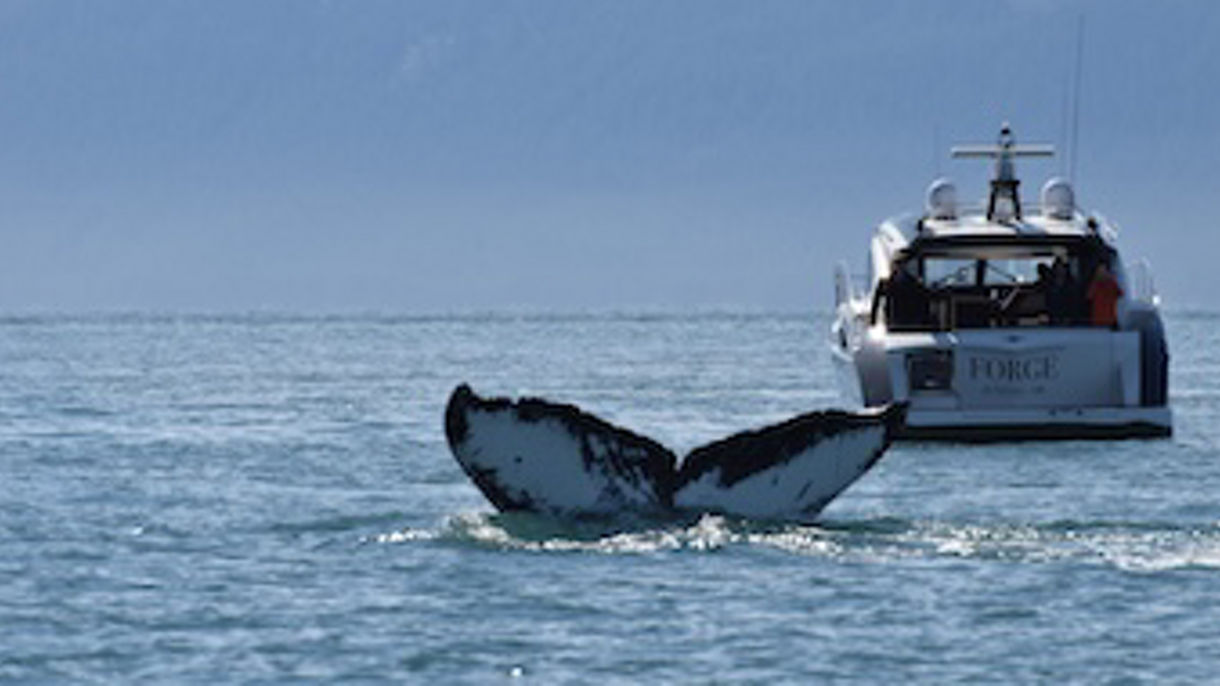 All-Inclusive Luxury Whale Watch by Yacht