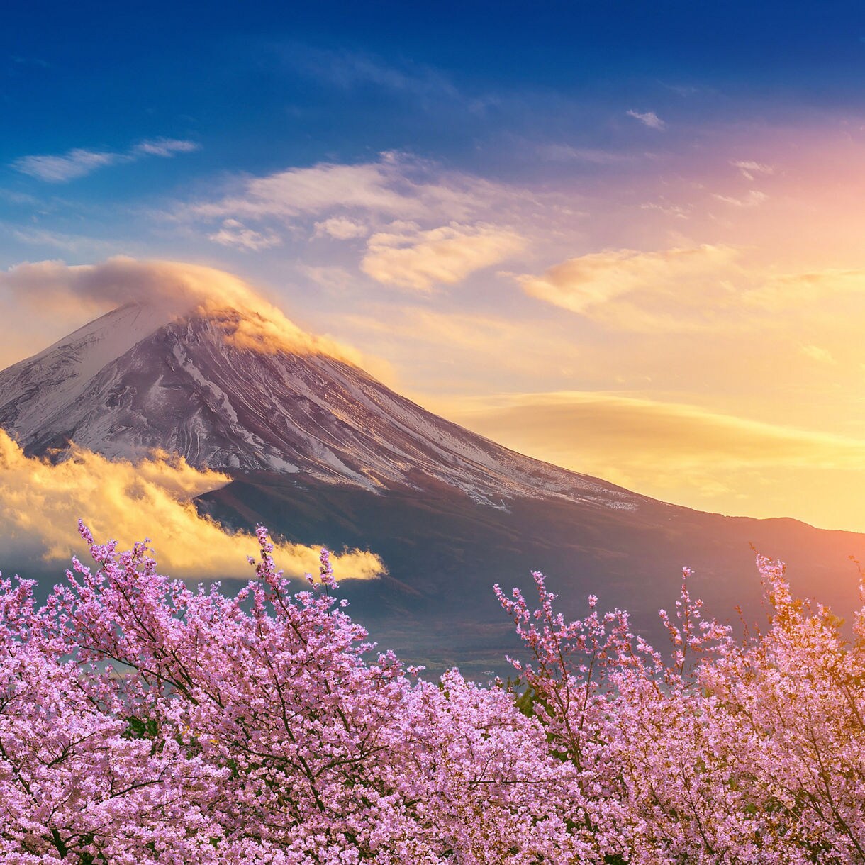 A panoramic view highlights a field of vibrant pink cherry blossom trees in full bloom. In the background, a snow-dusted Mount Fuji rises beneath golden clouds and a bright blue sky at dawn.