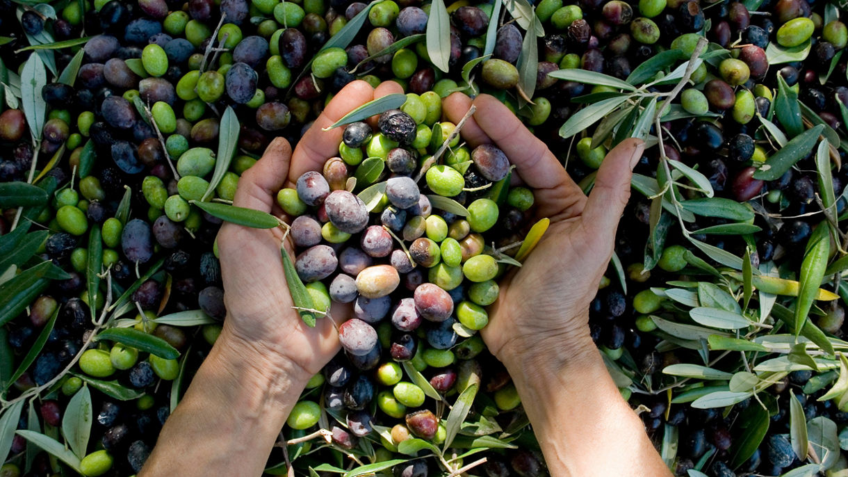 Local Connections: Olive Oil, Meze, Wine and Sirtaki Dance Experience at Magna Grecia Estate