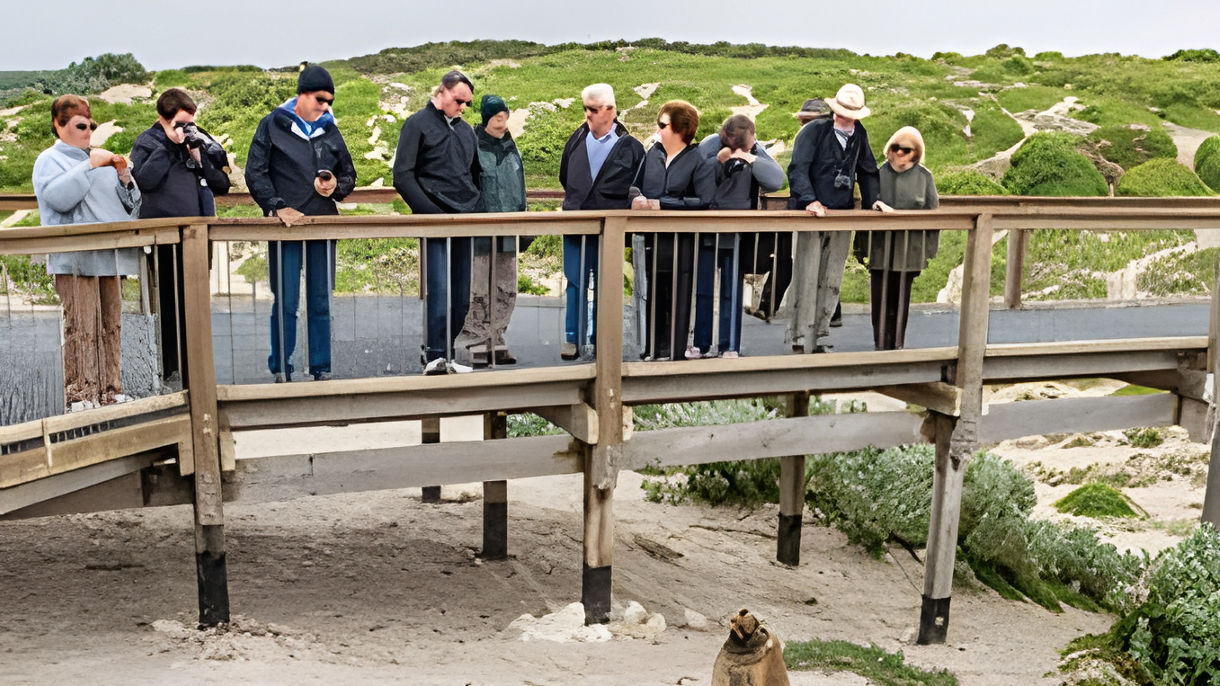 Seal Bay Boardwalk Express