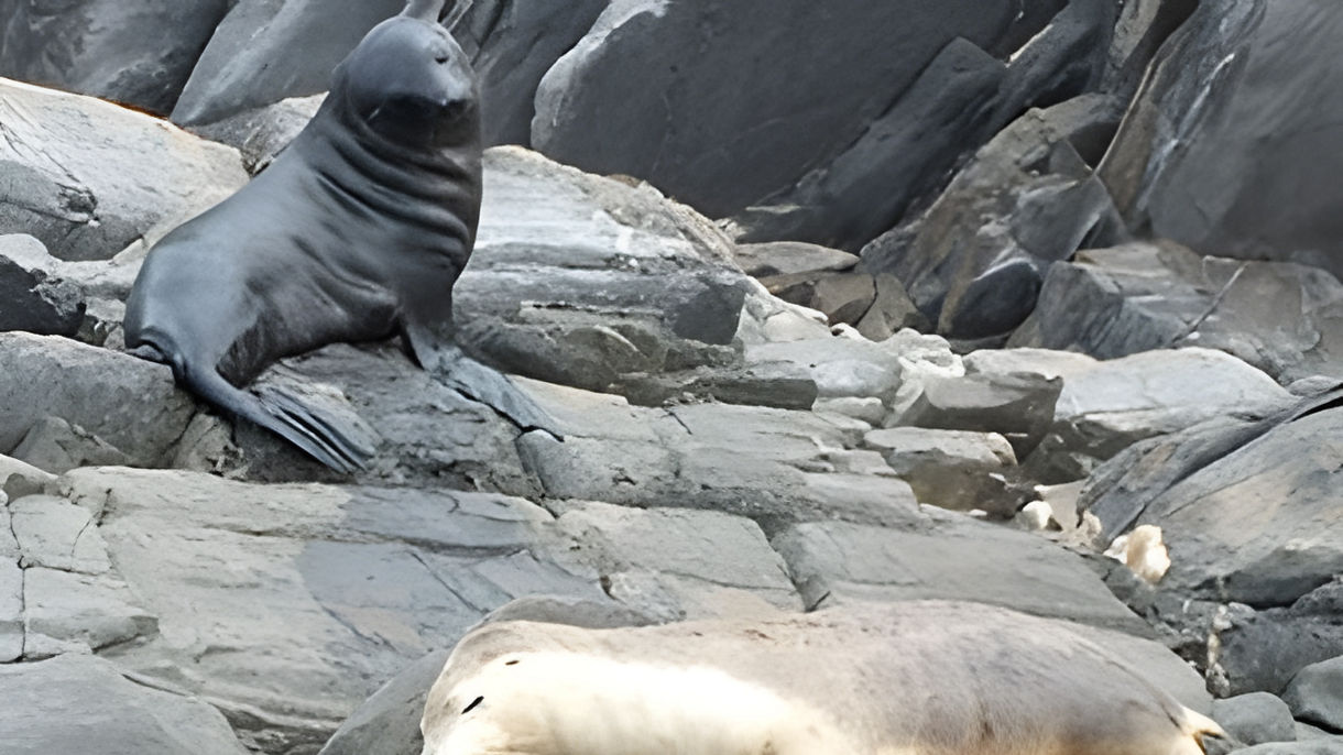 Kangaroo Island Ocean Safari