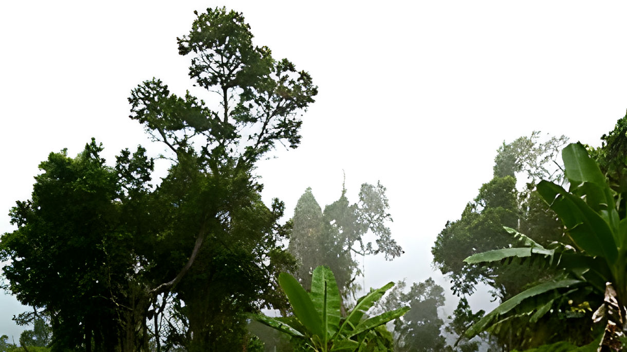 Gold Coast & Cloud Forest