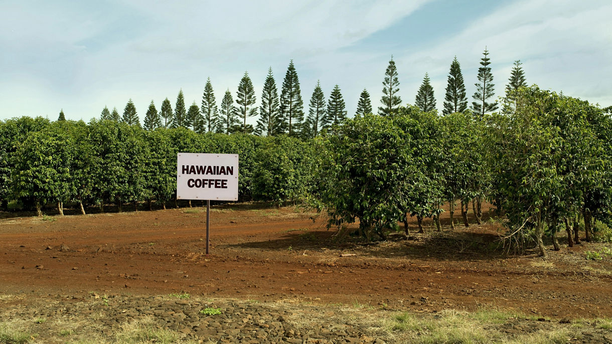 Kona Joe Coffee Farm & Roasting Experience