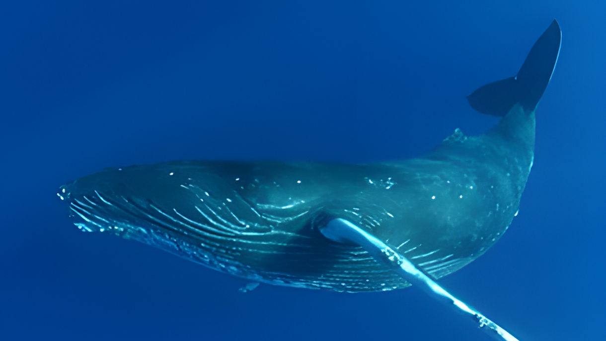 Kona Coast Whale Watching