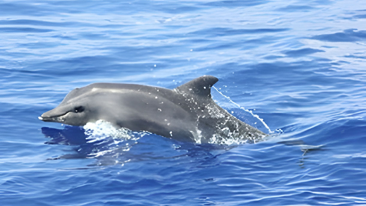Marine Wildlife Excursion